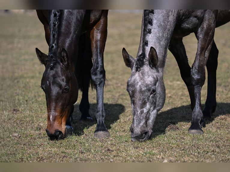 Cavallo sportivo irlandese Giumenta 4 Anni 169 cm Può diventare grigio in Bayrischzell