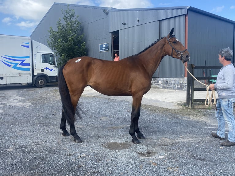 Cavallo sportivo irlandese Giumenta 4 Anni 170 cm Baio ciliegia in Lahardane