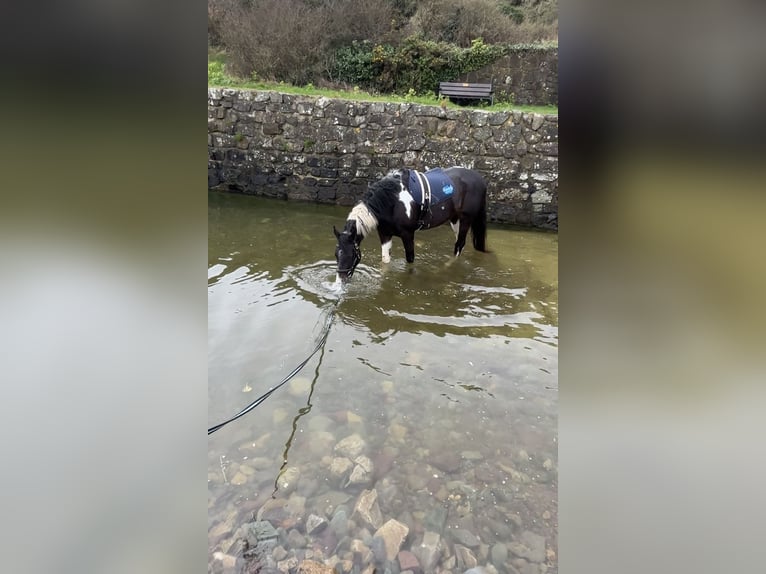 Cavallo sportivo irlandese Giumenta 4 Anni 170 cm Pezzato in Pembrokeshire
