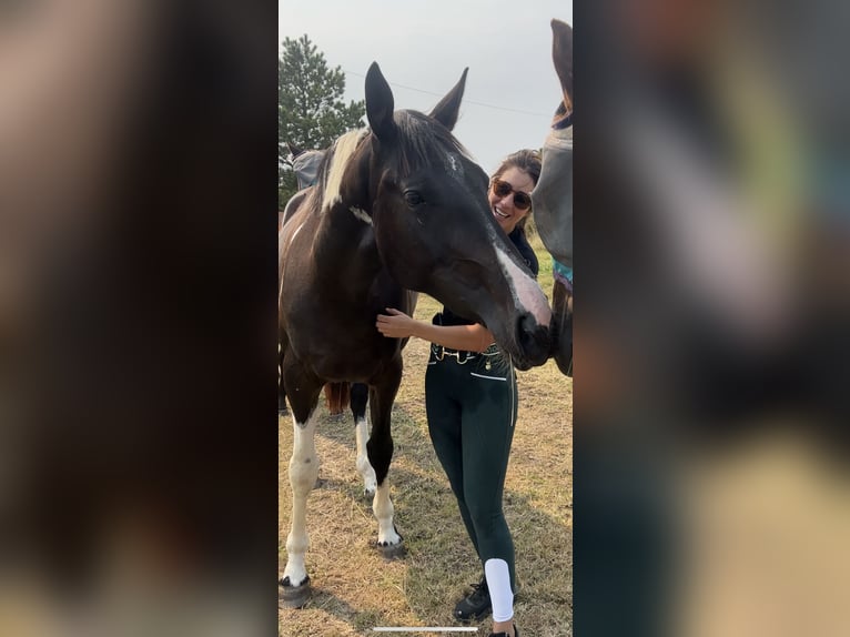 Cavallo sportivo irlandese Giumenta 4 Anni 170 cm Pezzato in Pembrokeshire