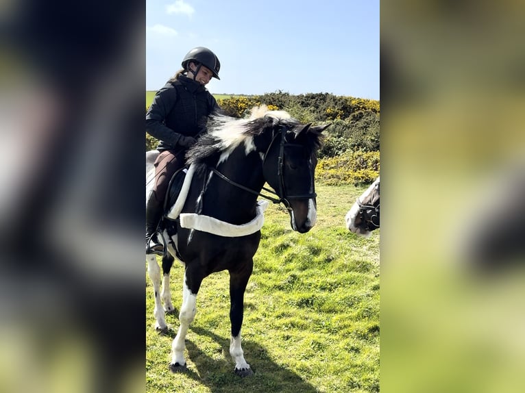Cavallo sportivo irlandese Giumenta 4 Anni 170 cm Pezzato in Pembrokeshire