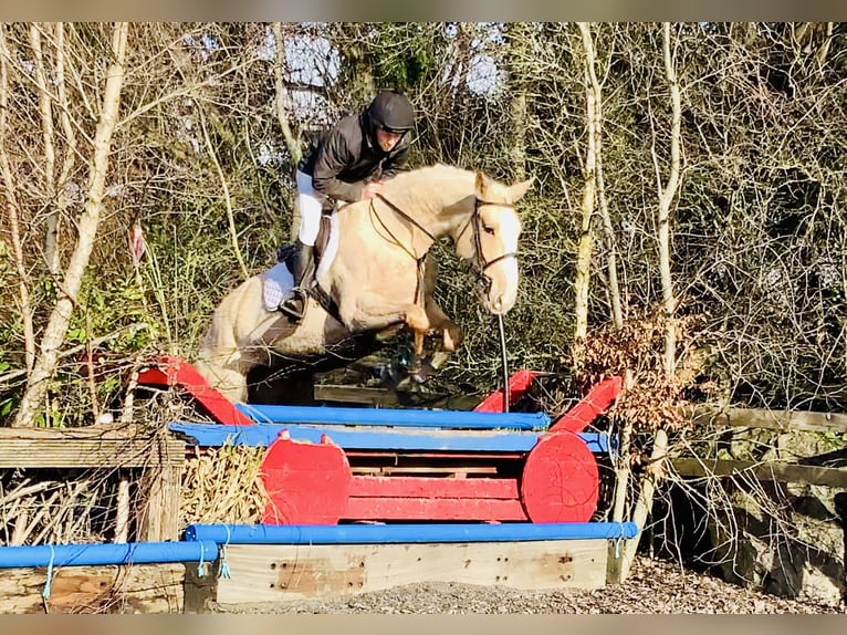 Cavallo sportivo irlandese Giumenta 4 Anni 172 cm Palomino in Mountrath