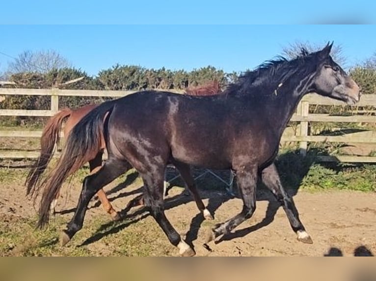 Cavallo sportivo irlandese Giumenta 4 Anni 176 cm Grigio in Enniscorthy