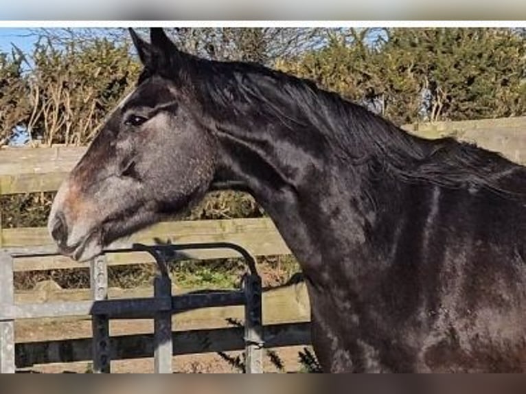 Cavallo sportivo irlandese Giumenta 4 Anni 176 cm Grigio in Enniscorthy