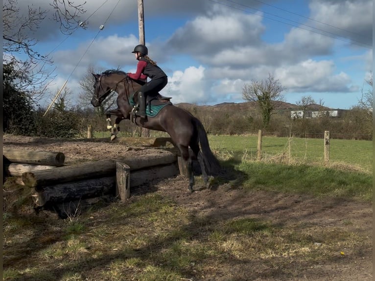 Cavallo sportivo irlandese Giumenta 5 Anni 145 cm Morello in Sligo