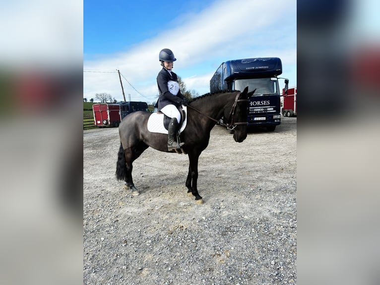 Cavallo sportivo irlandese Giumenta 5 Anni 145 cm Morello in Sligo