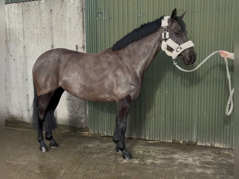 Cavallo sportivo irlandese Giumenta 5 Anni 145 cm Morello in Sligo
