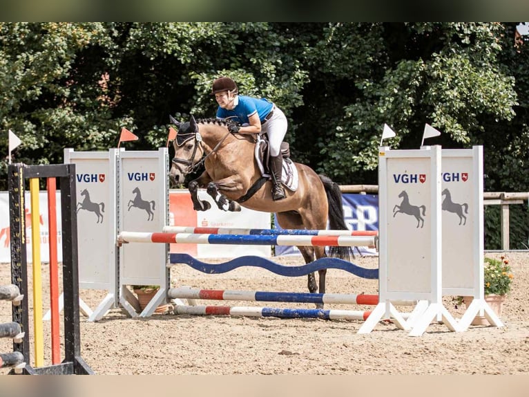 Cavallo sportivo irlandese Giumenta 5 Anni 146 cm Falbo in Bad Gandersheim