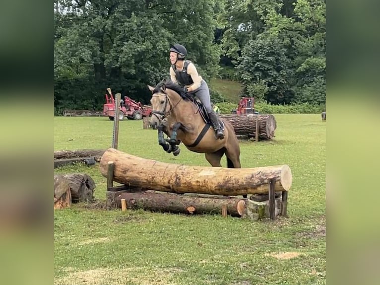 Cavallo sportivo irlandese Giumenta 5 Anni 146 cm Falbo in Bad Gandersheim