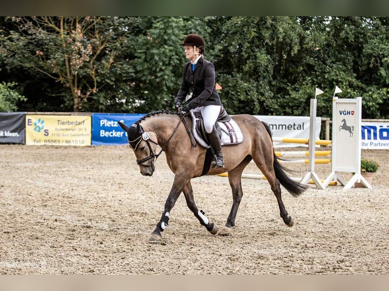 Cavallo sportivo irlandese Giumenta 5 Anni 146 cm Falbo in Bad Gandersheim