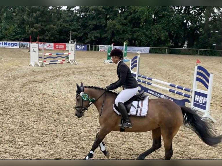 Cavallo sportivo irlandese Giumenta 5 Anni 146 cm Falbo in Bad Gandersheim