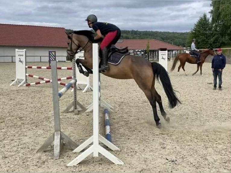 Cavallo sportivo irlandese Giumenta 5 Anni 146 cm Falbo in Bad Gandersheim