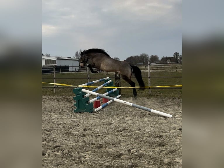 Cavallo sportivo irlandese Giumenta 5 Anni 146 cm Falbo in Bad Gandersheim