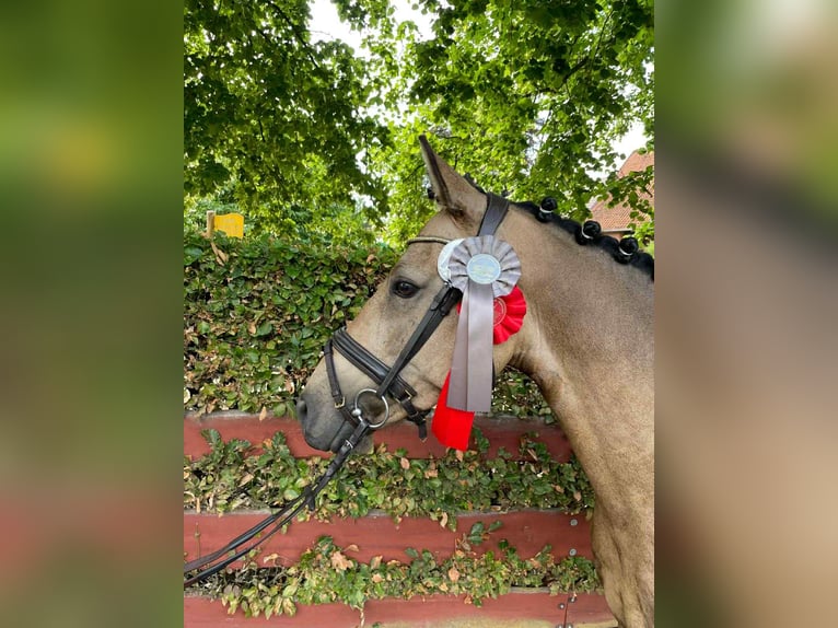 Cavallo sportivo irlandese Giumenta 5 Anni 146 cm Falbo in Bad Gandersheim