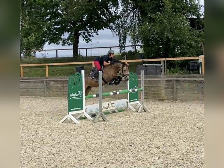 Cavallo sportivo irlandese Giumenta 5 Anni 146 cm Falbo in Bad Gandersheim