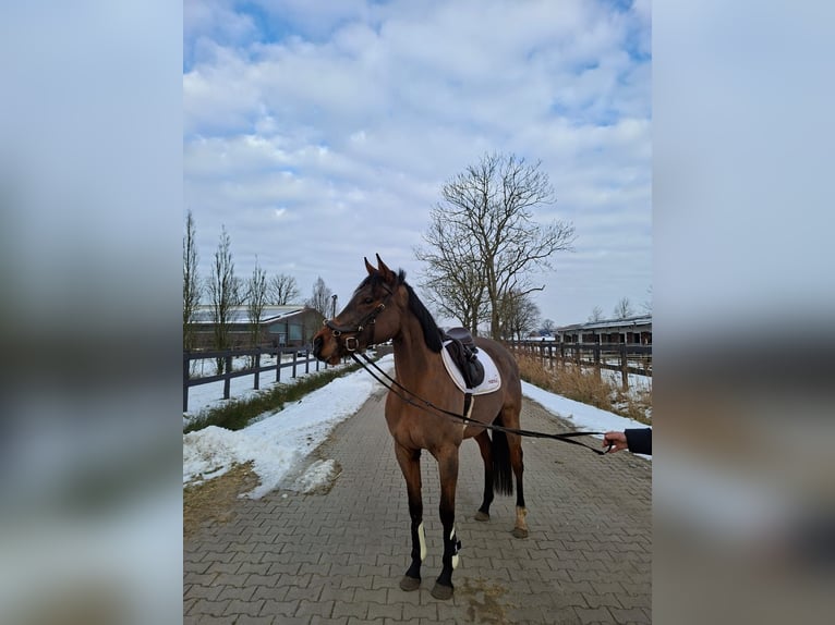 Cavallo sportivo irlandese Giumenta 5 Anni 154 cm Baio in Leer (Ostfriesland)