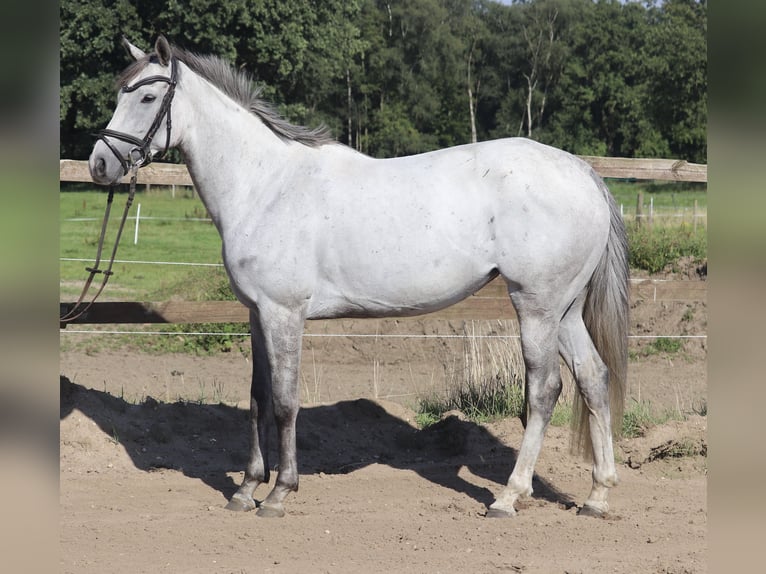 Cavallo sportivo irlandese Giumenta 5 Anni 156 cm Leardo in Uelsen