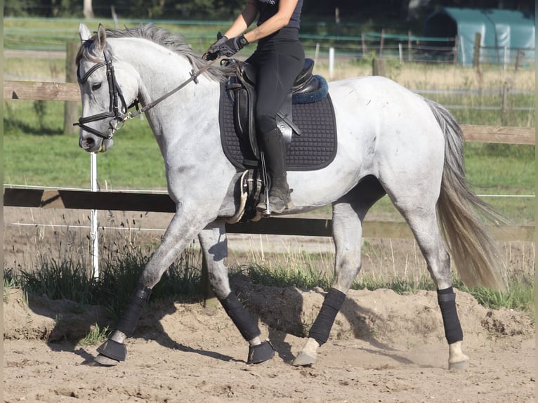 Cavallo sportivo irlandese Giumenta 5 Anni 156 cm Leardo in Uelsen