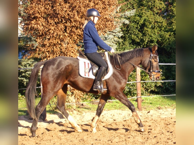 Cavallo sportivo irlandese Giumenta 5 Anni 158 cm Baio scuro in Velpke