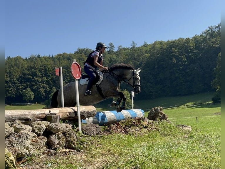 Cavallo sportivo irlandese Giumenta 5 Anni 158 cm Falbo in Pähl