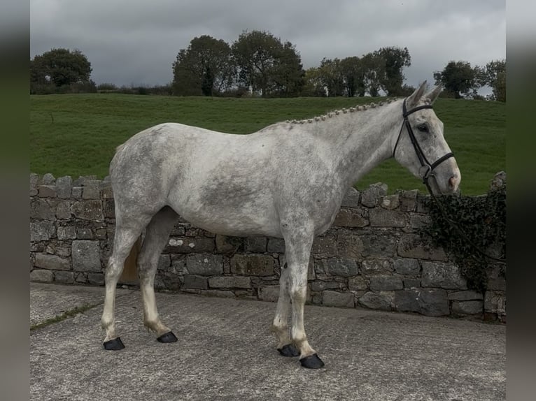 Cavallo sportivo irlandese Giumenta 5 Anni 158 cm Grigio in Down