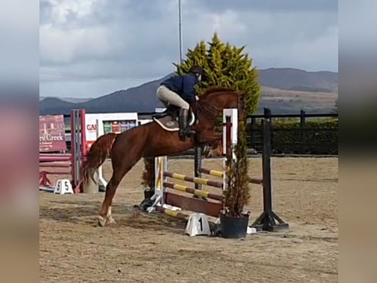 Cavallo sportivo irlandese Giumenta 5 Anni 158 cm Sauro scuro in Drumshanbo