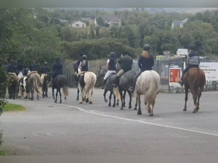 Cavallo sportivo irlandese Giumenta 5 Anni 158 cm Sauro scuro in Drumshanbo