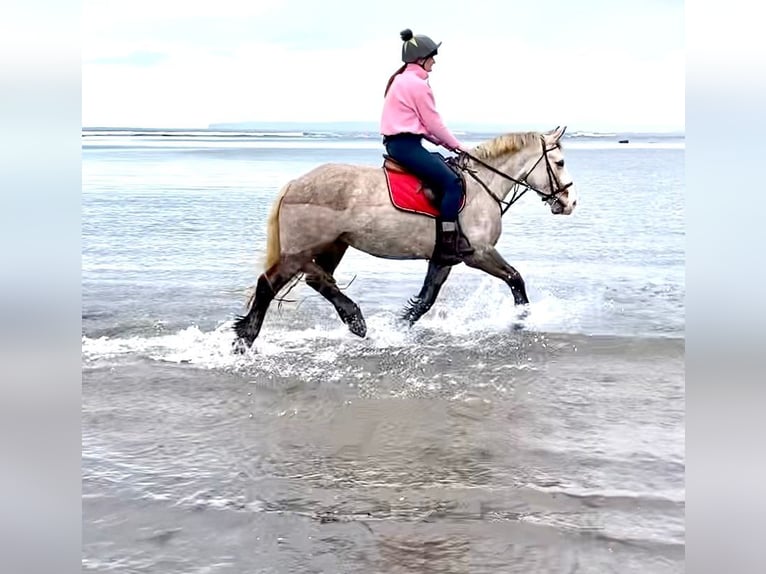 Cavallo sportivo irlandese Giumenta 5 Anni 159 cm Grigio pezzato in Wachtendonk