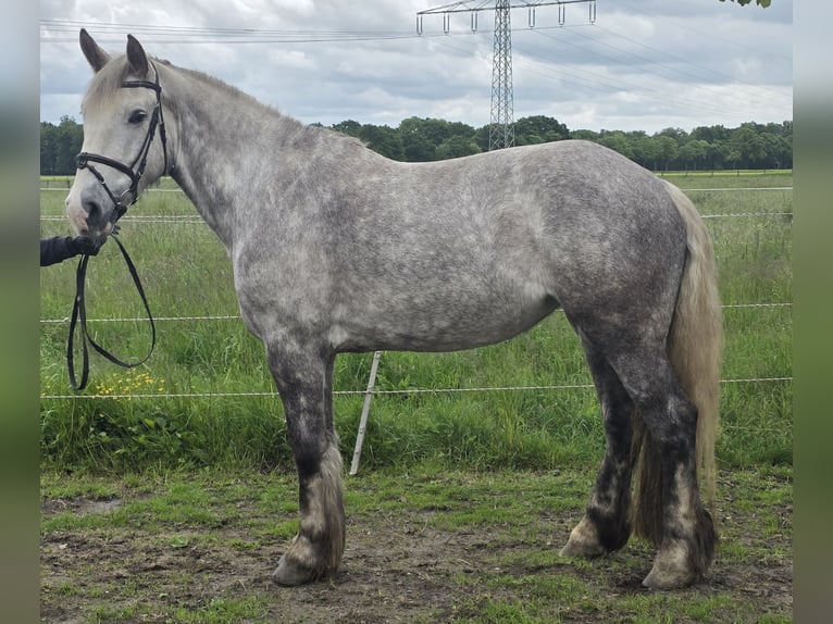 Cavallo sportivo irlandese Giumenta 5 Anni 159 cm Grigio pezzato in Wachtendonk