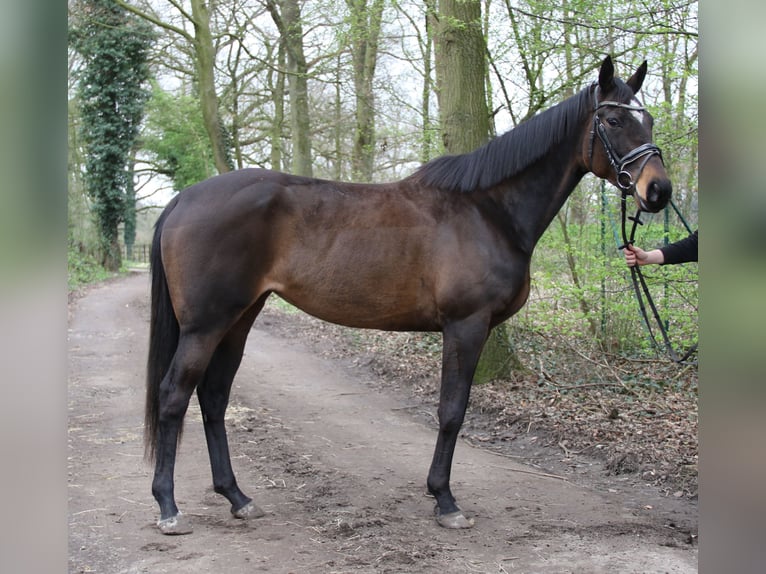 Cavallo sportivo irlandese Giumenta 5 Anni 160 cm Baio nero in Nettetal