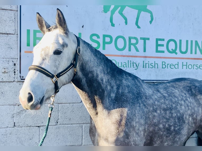 Cavallo sportivo irlandese Giumenta 5 Anni 160 cm Grigio pezzato in Mountrath