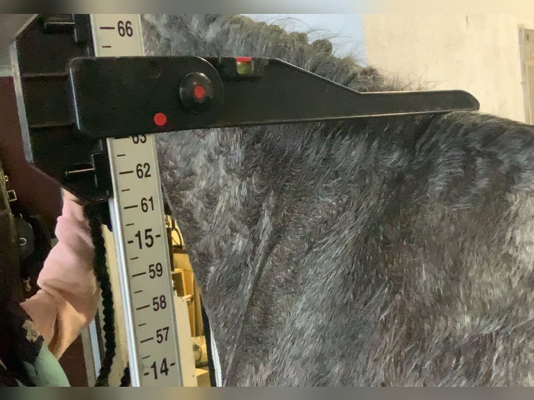 Cavallo sportivo irlandese Giumenta 5 Anni 160 cm Grigio pezzato in Mountrath