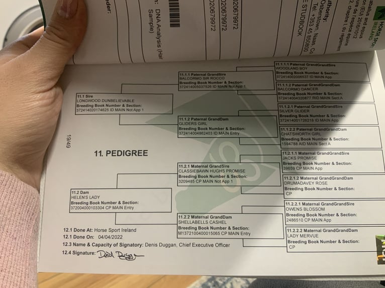 Cavallo sportivo irlandese Giumenta 5 Anni 160 cm Grigio pezzato in Mountrath