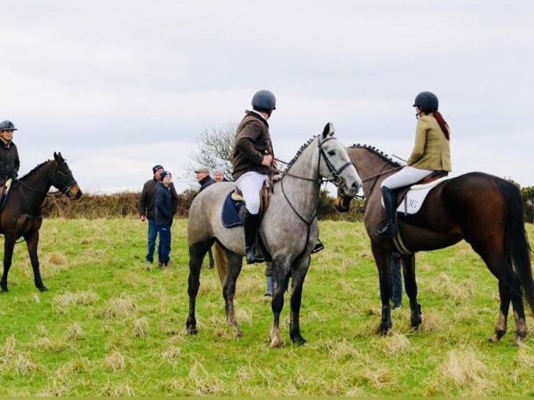Cavallo sportivo irlandese Giumenta 5 Anni 160 cm Grigio pezzato in Sligo