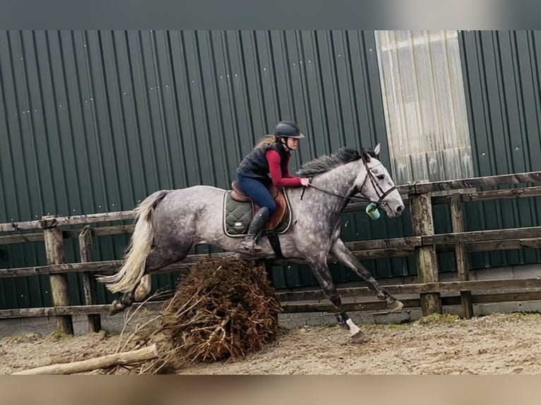 Cavallo sportivo irlandese Giumenta 5 Anni 160 cm Grigio pezzato in Sligo