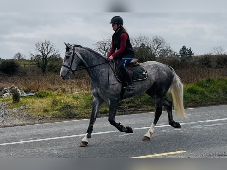 Cavallo sportivo irlandese Giumenta 5 Anni 160 cm Grigio pezzato in Sligo