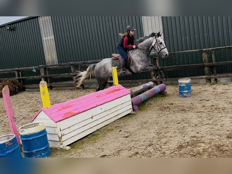 Cavallo sportivo irlandese Giumenta 5 Anni 160 cm Grigio pezzato in Sligo