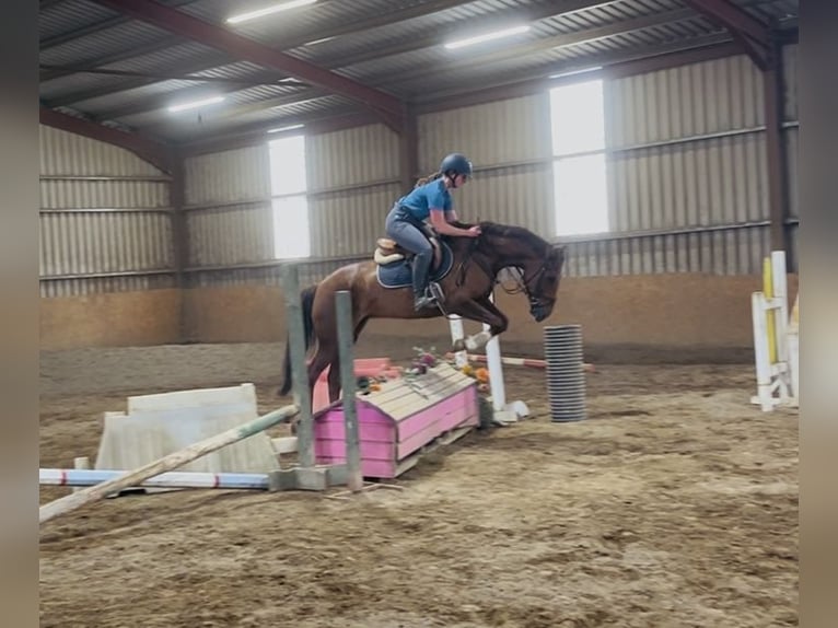 Cavallo sportivo irlandese Giumenta 5 Anni 160 cm Sauro scuro in Sligo