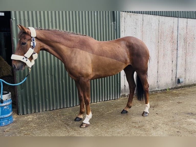 Cavallo sportivo irlandese Giumenta 5 Anni 160 cm Sauro scuro in Sligo