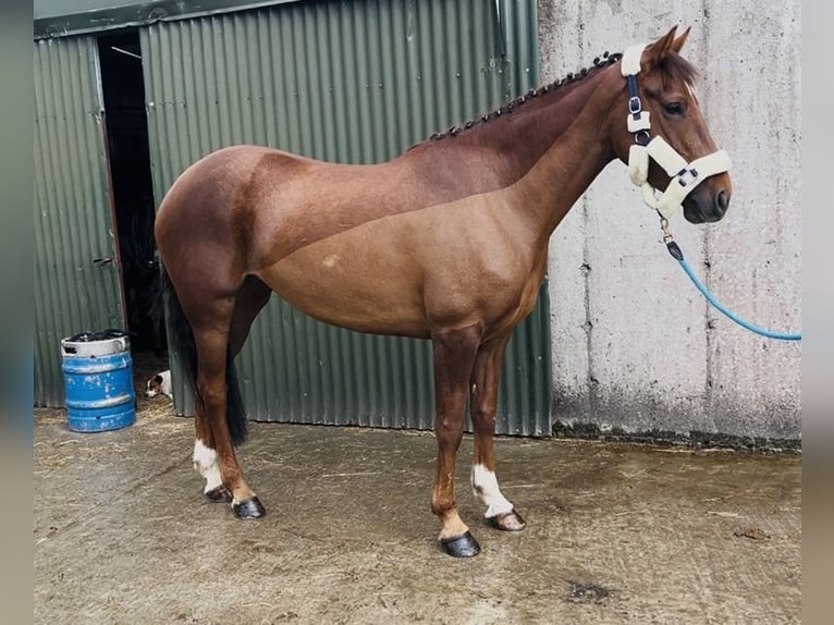 Cavallo sportivo irlandese Giumenta 5 Anni 160 cm Sauro scuro in Sligo