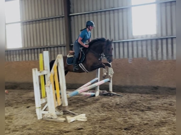 Cavallo sportivo irlandese Giumenta 5 Anni 160 cm Sauro scuro in Sligo