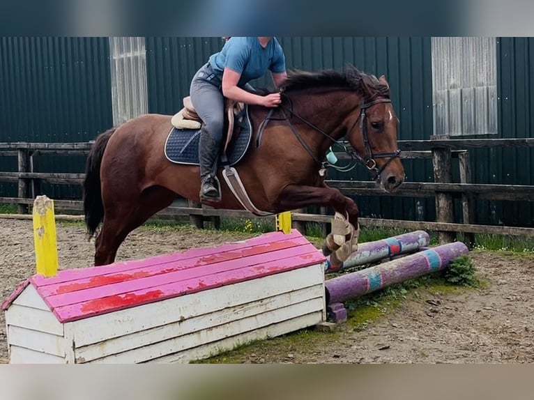 Cavallo sportivo irlandese Giumenta 5 Anni 160 cm Sauro scuro in Sligo