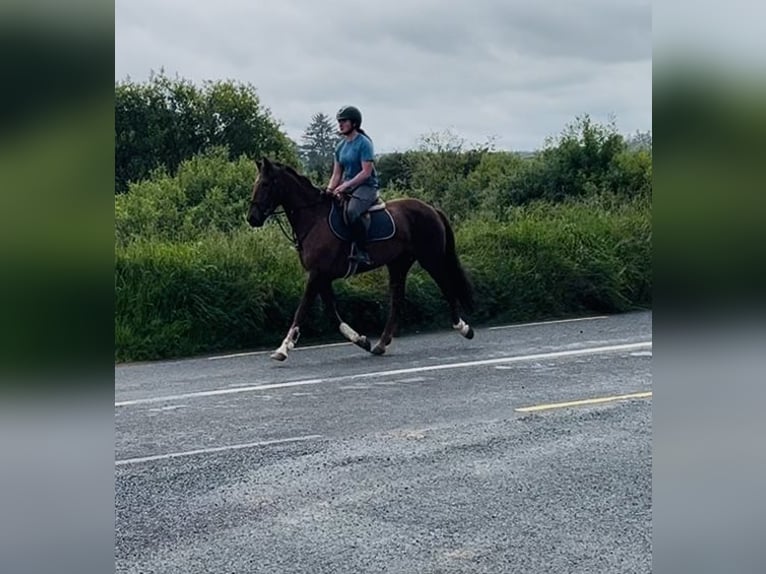 Cavallo sportivo irlandese Giumenta 5 Anni 160 cm Sauro scuro in Sligo