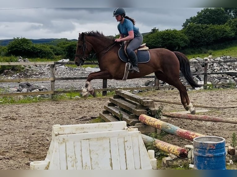 Cavallo sportivo irlandese Giumenta 5 Anni 160 cm Sauro scuro in Sligo