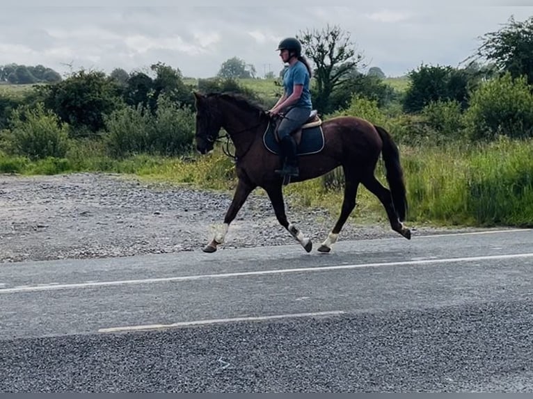 Cavallo sportivo irlandese Giumenta 5 Anni 160 cm Sauro scuro in Sligo