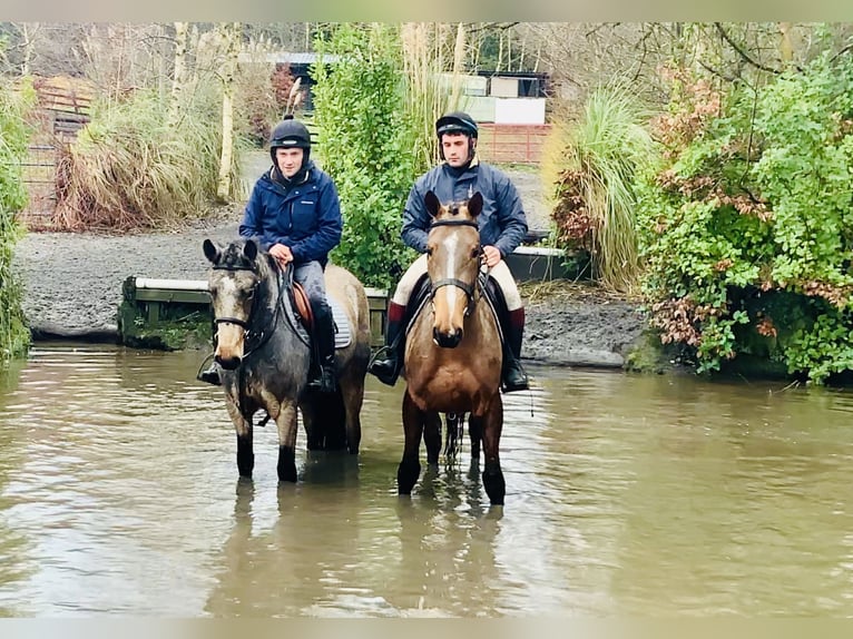 Cavallo sportivo irlandese Giumenta 5 Anni 162 cm Baio in Mountrath