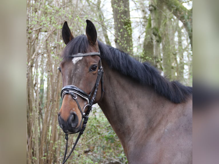 Cavallo sportivo irlandese Giumenta 5 Anni 162 cm Baio nero in Nettetal