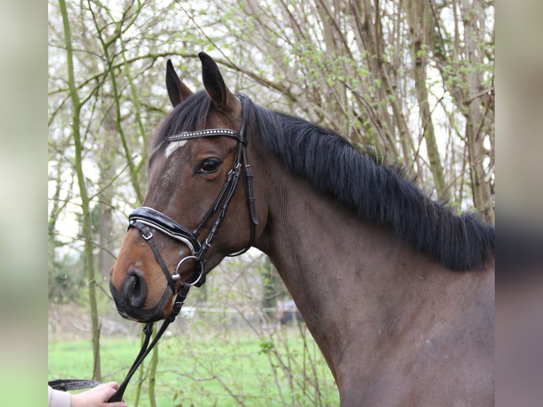 Cavallo sportivo irlandese Giumenta 5 Anni 162 cm Baio nero in Nettetal