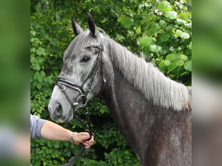 Cavallo sportivo irlandese Giumenta 5 Anni 162 cm Grigio ferro in Nettetal