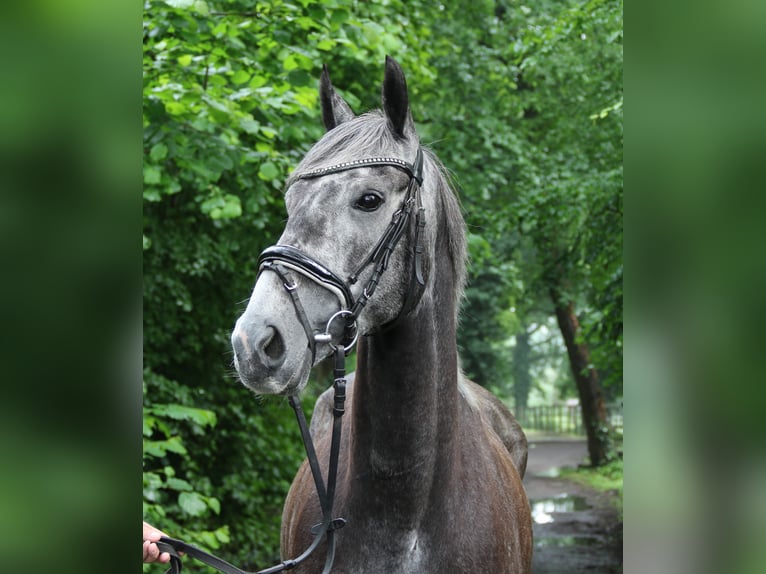 Cavallo sportivo irlandese Giumenta 5 Anni 162 cm Grigio ferro in Nettetal